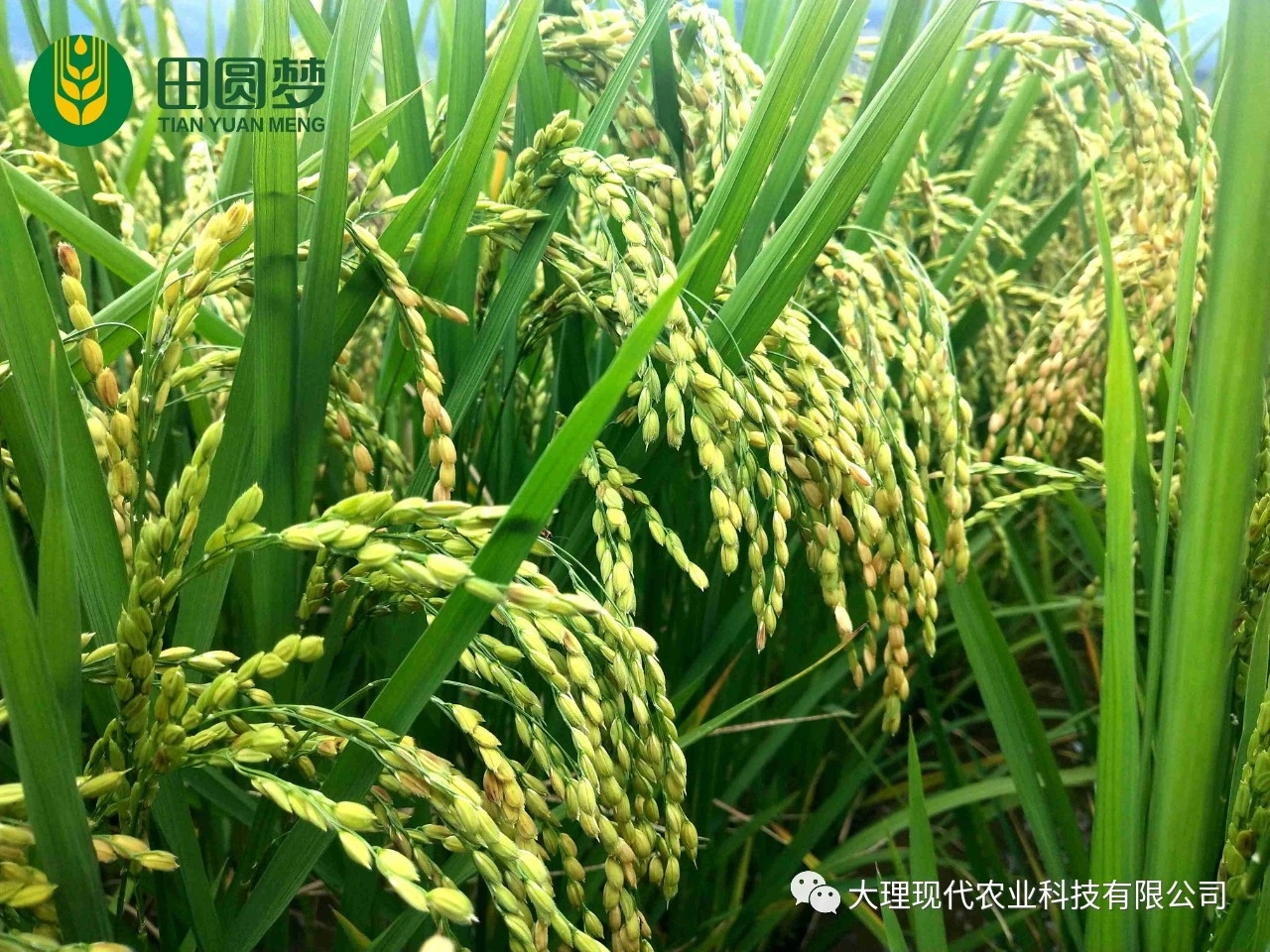 田圆梦有机水稻标准化种植基地迎来丰收季！
