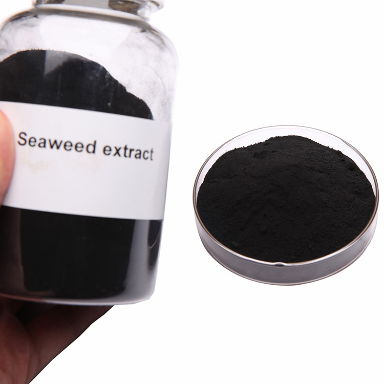 Seaweed Extract soluble powder