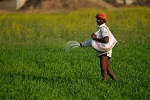 中国出口印度肥料量减价升